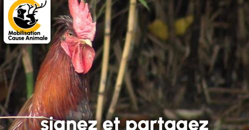 Urgent : Aidez-nous à garder notre coq Ricco !