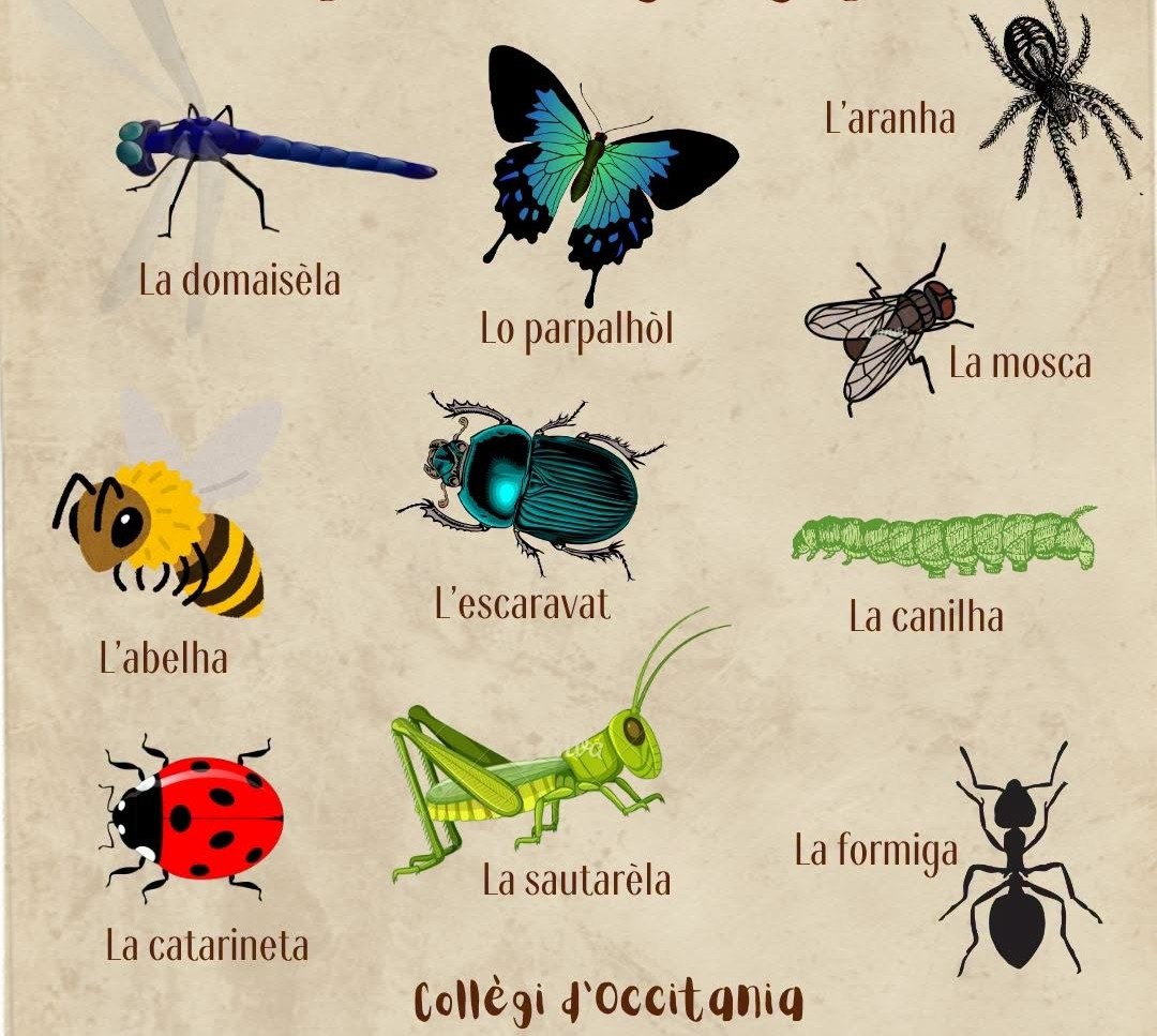 Apprendre l&rsquo;occitan c&rsquo;est facile !